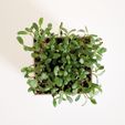 petit_pot_carr__imprim__en_3D_7.jpg Free STL file Little Square Planter・3D printer design to download