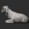 Baby-Boer-goat-lying-down9.jpg Baby Boer goat lying down 3D print model