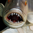 Dentex-trophy-30.png fish Common dentex / dentex dentex trophy statue detailed texture for 3d printing
