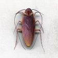 cockroach-3d-model-low-poly-animated-rigged-obj-fbx-stl-dae-abc.jpg Cockroach lure mold