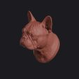 french_bulldog_0015.jpg French Bulldog Head