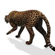 V.jpg DOWNLOAD Cheetah 3d model - animated for blender-fbx-unity-maya-unreal-c4d-3ds max - 3D printing Cheetah - LEOPARD - RAPTOR - PREDATOR - CAT - FELINE
