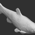 10.jpg Grass carp fish for 3D printing