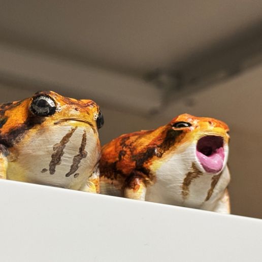 yawning_desert_rain_frog_04.jpg Rana de lluvia del desierto bostezante