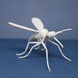 IMG_2205.JPG Mosquito Model
