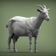 goat3.jpg Goat 3D print model