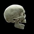 thomas-skull-profil2_low.jpg Realistic Human Skull Anatomy stl and OBJ