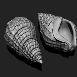 01_shell-3-3d-print-aquarium-3d-model-obj-fbx-stl.jpg Shell 3 - 3D Print - Aquarium - Sea Life