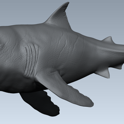 shark01.png Archivo STL Tiburón・Plan imprimible en 3D para descargar, Amazanni