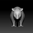 op3.jpg Opossum - Opossum 3d model