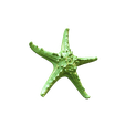 snapshot_p3d-(7).png Real starfish 3d scan