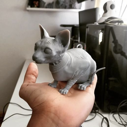 Sphynx Cat