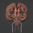 3.png 3D Model of Brain and Blood Supply - Circle of Willis