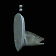 zander-head-trophy-8.png fish head trophy zander / pikeperch / Sander lucioperca open mouth statue detailed texture for 3d printing
