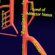 PS0071.jpg Human arterial system schematic 3D