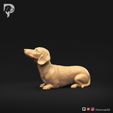 Dachshund-Miniature-Smooth-Haired-Pose-08-Dog-3D-Print-8s.jpeg Dachshund Miniature Smooth Haired Pose 08