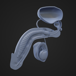 PA_1.png STL file Male Reproductive Organ Cutaway・Model to download and 3D print