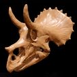 Triceratops_juv01.jpg Triceratops juvenile: Dinosaur Skull