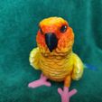 IMG_20240711_154006411.jpg Conure