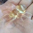 0917190923_HDR-1.jpg Realistic Spider for Jewelry or Home Decoration