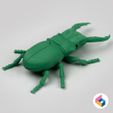 05.jpg Foldable Stag Beetle - Flexi