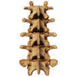 spine_004.png Anatomical  Spine model