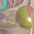 EYE-ANATOMY-6.png 34 PARTS COMPLETE EYE ANATOMY WITH BRAIN, SKULL, NERVES, ARTERIES, VEINS