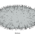 Bordetella_Wireframe.png Microscopic Life Collection 01
