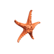 snapshot_p3d-(11).png Real starfish 3d scan