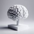 CERVELLO1.jpg Human brain