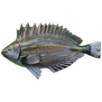 spinefoot_make.png Spinefoot Fish