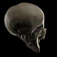 untitled.40.jpg Alien skull