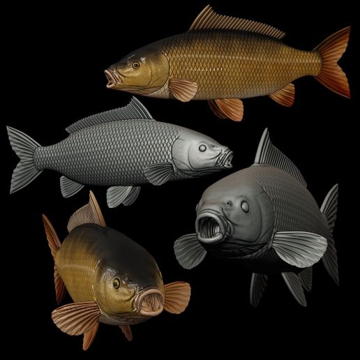 COMMON CARP (CYPRINUS CARPIO)  real size open mouth fish model for 3D printing
