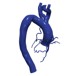 aorta_coronary1.png Fichier STL Modèle 3d de l'aorte et des artères coronaires・Modèle à télécharger et à imprimer en 3D, blueshirt