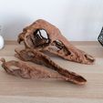 IMG_20210418_110653.jpg Dinosaur skull -  Struthiomimus altus