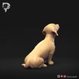 Dachshund-Smooth-Haired-Pose-05-Dog-3D-Print-4s.jpeg Teckel à poil lisse Pose 05