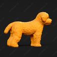 1942-Bichon_Frise_Pose_03.jpg Bichon Frise Dog 3D Print Model Pose 03
