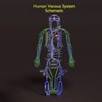 PSfinal0002.jpg Human venous system schematic 3D
