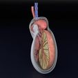 testis-anatomy-histology-3d-model-blend-28.jpg testis anatomy histology 3D model
