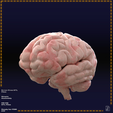 human_brain.png Human Brain | Multi-parts | Accurate Anatomy Model