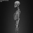 Female-Human-Skeleton-3D-Model-sculpted-by-Yacine-BRINIS-022.jpg Highly Detailed Human Skeleton (Female)