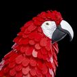Macaw-Feather-Puzzle-5.jpg Macaw Feather Puzzle