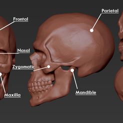 ZBrush Document.jpg OBJ-Datei Skull kostenlos・Vorlage für 3D-Drucker zum herunterladen, F-solo