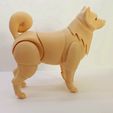 1645777468510.jpg Shiba inu BJD