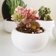 P1030813.jpg Mini Succulent Planter Bonsai Style