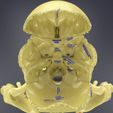 skull-labelled-anatomy-text-ldetailed-3d-model-blend-6.jpg skull labelled anatomy text detailed 3D