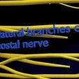 spinal-cord-symphathetic-intercostal-nerve-labelled-detail-3d-model-012fb20d32.jpg Spinal cord symphathetic intercostal nerve labelled detail 3D model