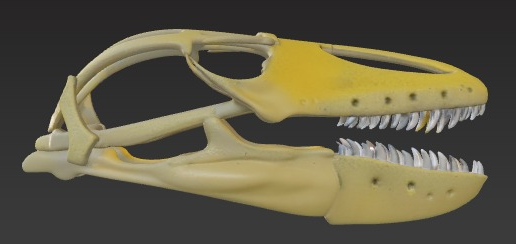 Skull of Megalania (Varanus priscus) 3D model