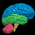 15.PNG.d85e32ea4cb5f8ec19fb9628bcdd5373.png 3D Model of Human Brain