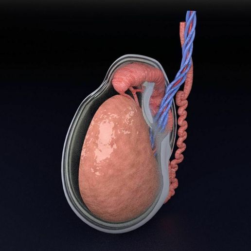 🧪 testis anatomy histology 3D model・ 3D File for 3D printing・Cults